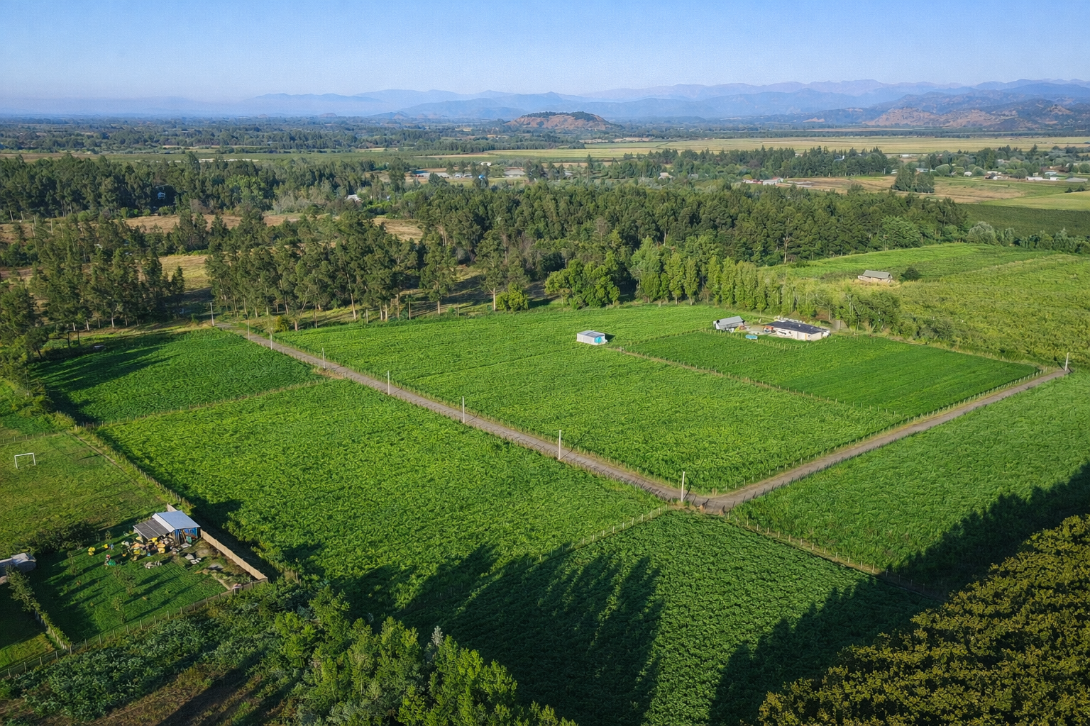 Portada Piedra Amarilla